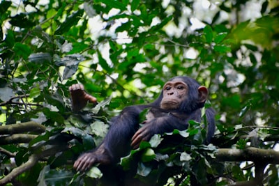 Chimps — chimpanzés
