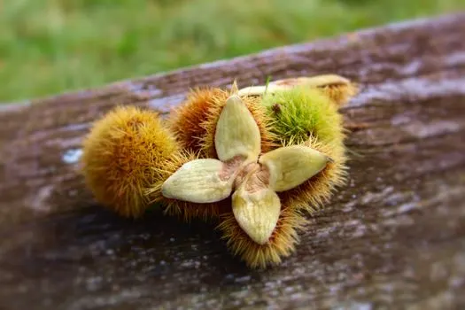 каштановое дерево — chestnut tree