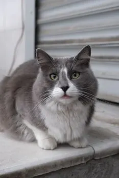 Кот — Kedi