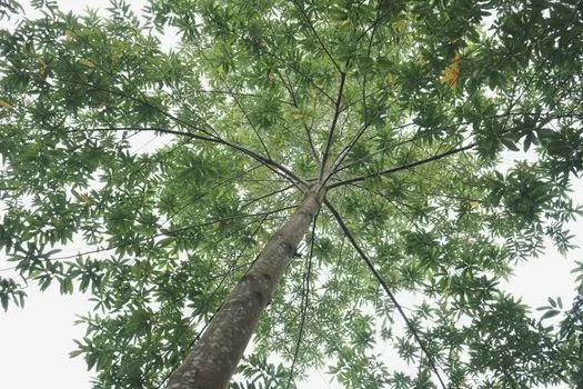 Деревья — trees