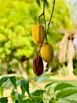 Unripe — Sin madurar