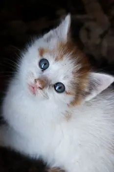 котенок — chaton