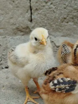 Küken — Poussin