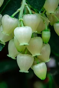 Колокольчик — Bellflower