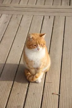 Pussy — Mieze