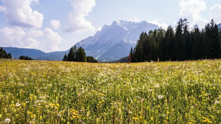 meadow — prairie