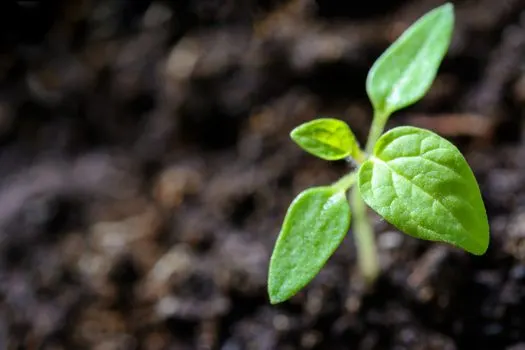 fertilizer — fertilizante