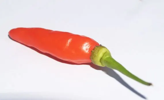 Лук — Onion