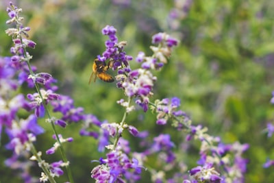 biodiversité — biodiversity