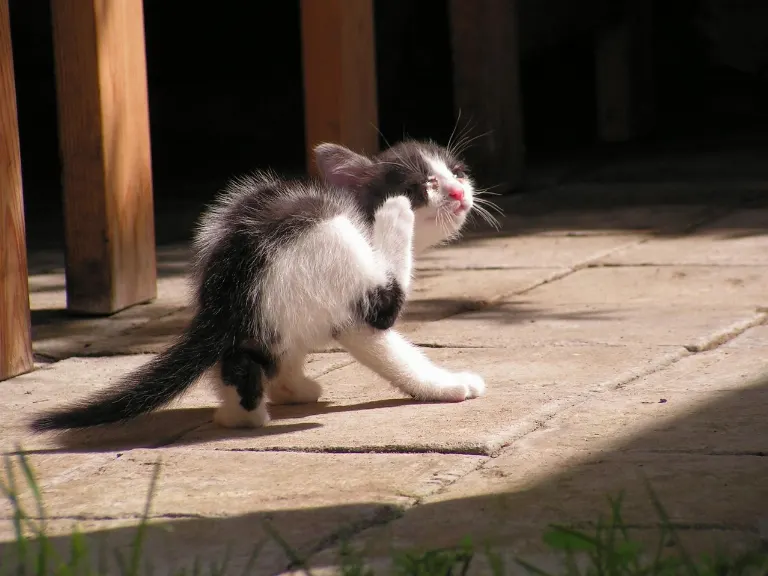 itchy — qui démange
