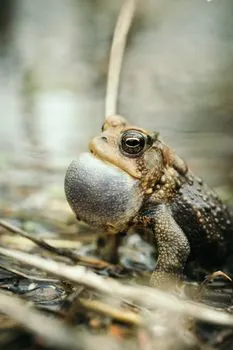 квакать — Croak