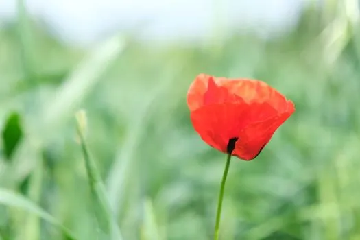 cvijet — fleur (forme iékavienne)