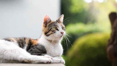 Whisker — vibrisse