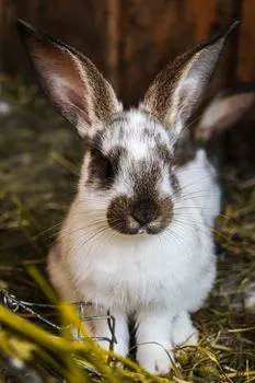Un lapin — Ein Kaninchen