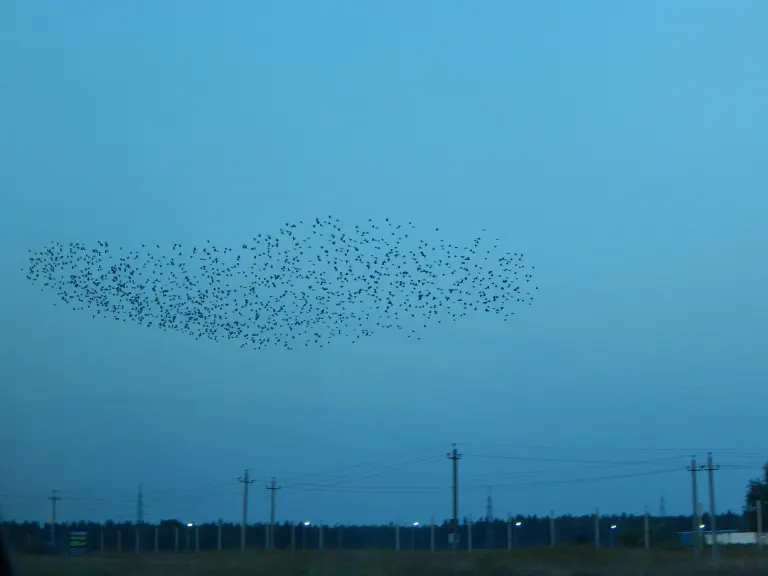 flock — troupeau