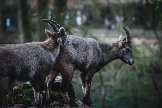 Козерог — Capricorn
