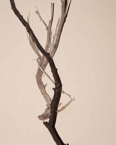 entrelacé — intertwined