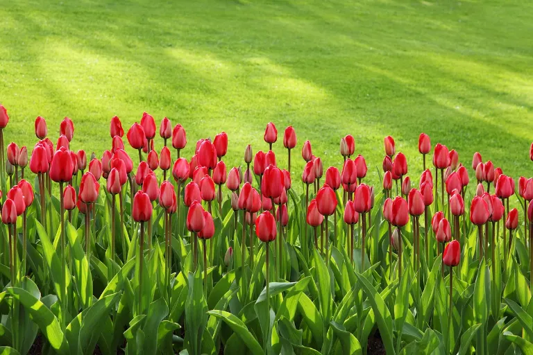 garden — jardin