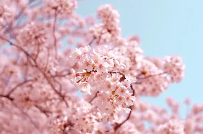 fleur — Blossom