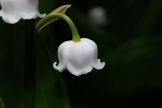 Ландыш — Lily of the valley