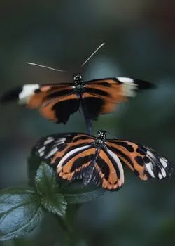 Мотыльки — Moths