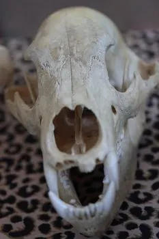 челюсть — jaw
