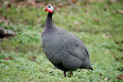 gallina de Guinea — Guinea fowl