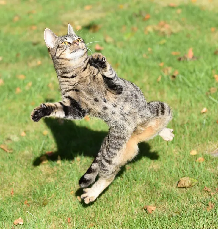 nimble — agile