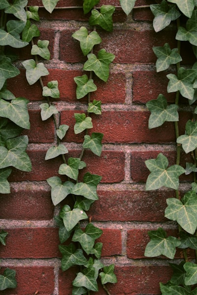 lierre — Ivy plant