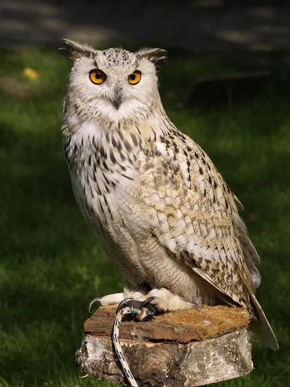 owl — hibou