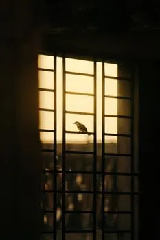 насест — Perch