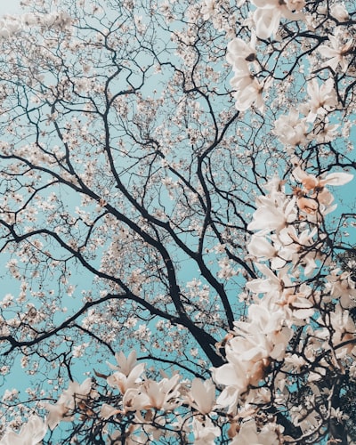 florecer — bloom