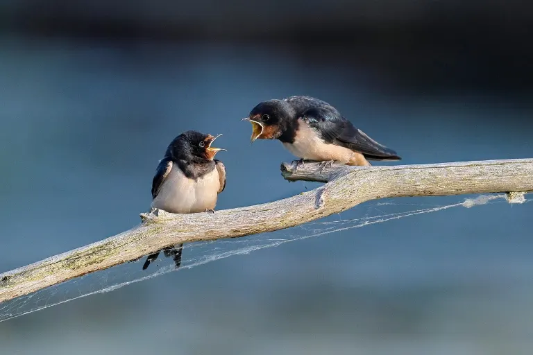 swallows — hirondelles