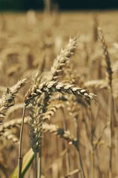 Овсянка — oat