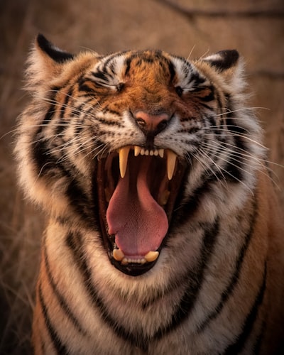 tiger — tigre