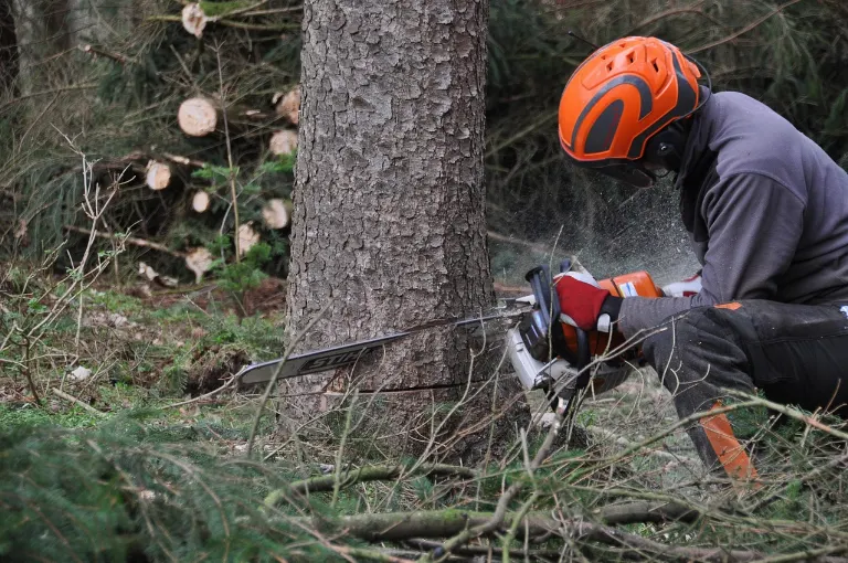 logging — exploitation forestière