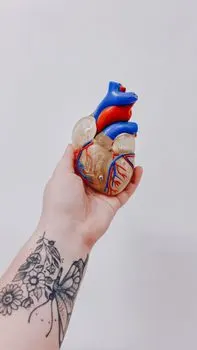 Herz — cuore