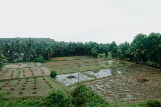 Njiva — Field