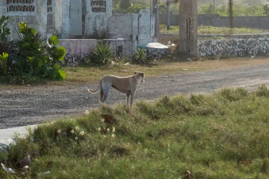 stray dog — chien errant