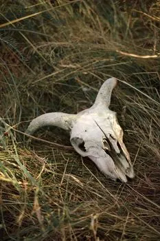 без признаков жизни — as dead as a doornail