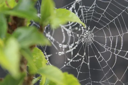 Сверкающая паутина — Sparkling web