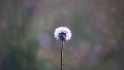 vulnerability — vulnérabilité