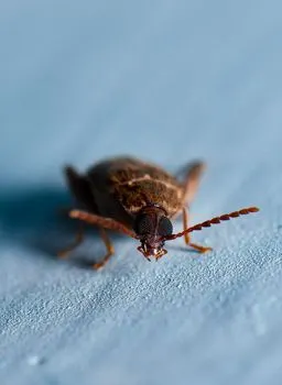 насекомоподобный — Insectile