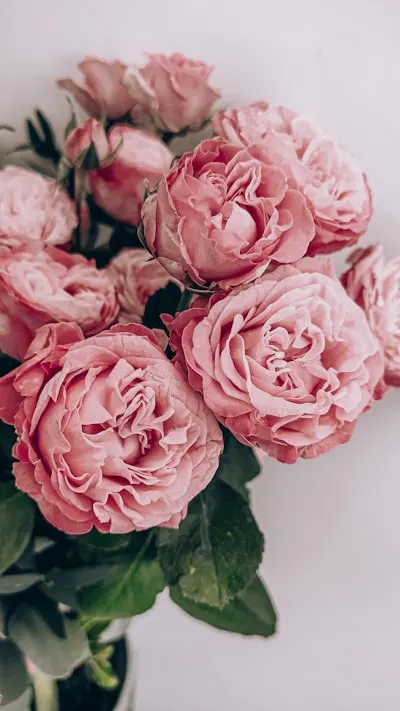 цветы — Blossoms
