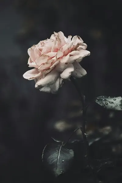 Начинает гнить — Start to rot