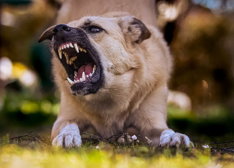 growl — grogner