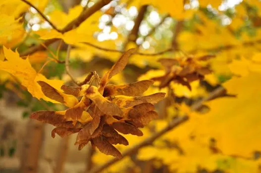 Клены — Maples