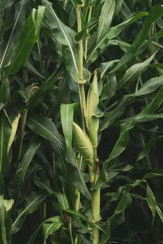 Кукурузные поля — Cornfields