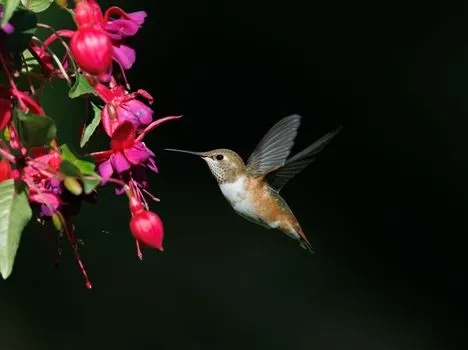Hummingbirds — colibris