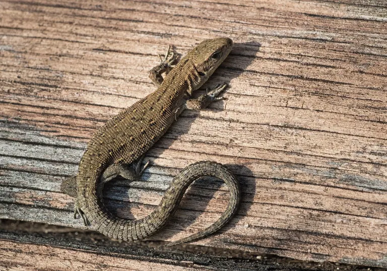 lizard — lézard